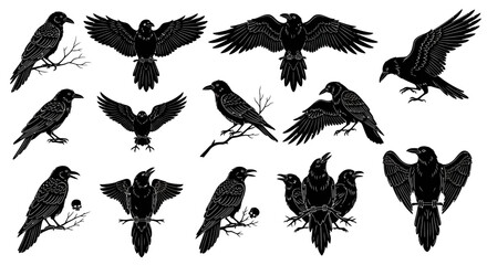 Obraz premium Collection of Black Crows and Ravens in Various Poses - Silhouette Style