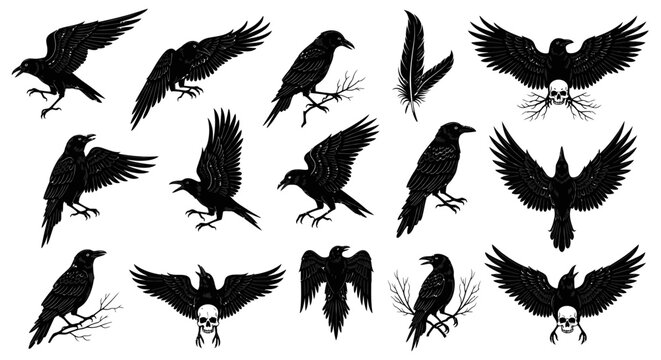 Collection of Black Crows and Ravens Silhouettes with Skulls and Feathers