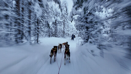Experience the thrill of dog sledding through the snowy forests of Akaslompolo, Lapland © Fokke Baarssen