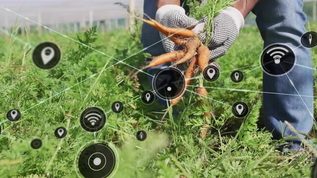 Midadult farmer harvesting carrots, pulling roots and causing network icons expanding for farm data