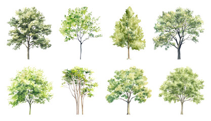 Fototapeta premium PNG Watercolor trees collection illustration, transparent background