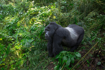 Silverback Gorilla in Bwindi Impenetrable National Forest in Uganda © George Erwin Turner
