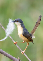 Obraz premium Ashy prinia bird with nesting material perched on a tree twig