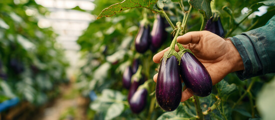 harvesting fresh ripe eggplant