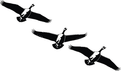 Canada geese flying in formation flock of wild birds migrating in the sky silhouette vector illustration for nature and wildlife themes © Md