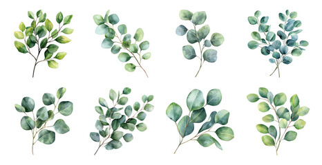 Obraz premium PNG Watercolor eucalyptus leaves illustration, transparent background