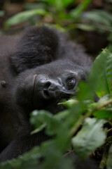 Gorilla Resting in the Forest