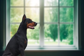 Domestic dogs in a window see outside.