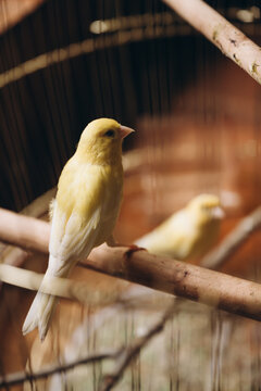 A cage with two canaries