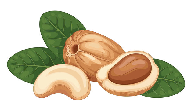 Detailed botanical illustration features cashew nuts in various stages of preparation including whole fruit and green leaves.