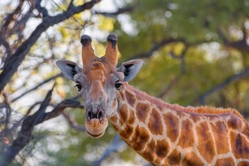 Obraz premium Giraffe close up. Etosha National Park, Namibia