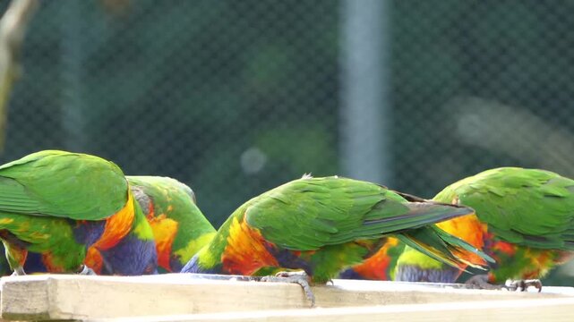 Colorful Rainbow Lorikeets Perched at Feeder Together