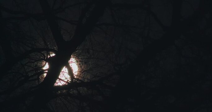Vollmond wandert hinter einem Baum &uuml;ber den Nachthimmel