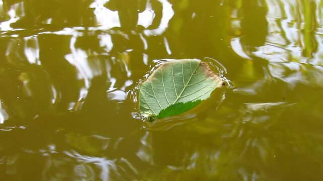 Feuille flottant sur l'eau 