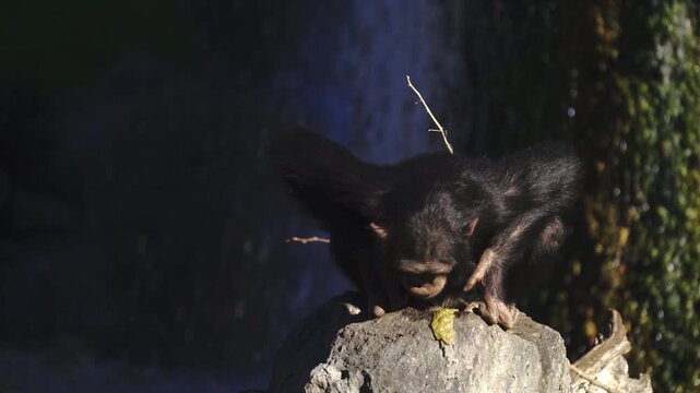 Black monkey eating yellow fruit on sunlit rock