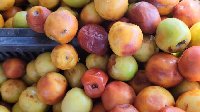 Pile of fresh ripe and unripe jujube fruits also known as ber
