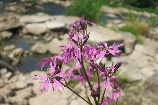 Ragged-Robin Images  Browse 1,126 Stock Photos, Vectors, and Video | Adobe  Stock