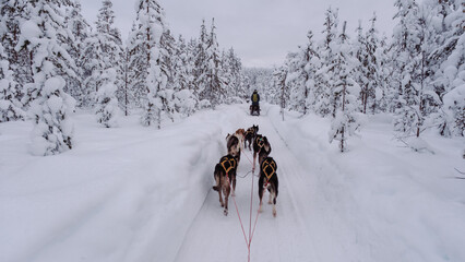 Experience a thrilling husky sledding adventure through the snowy forests of Akaslompolo, Lapland © Fokke Baarssen