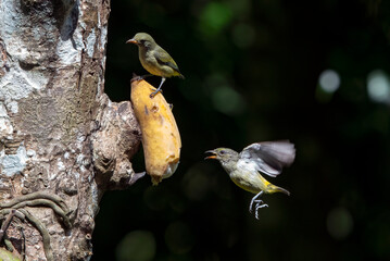 Fototapeta premium a group of orange bellied flowerpeckers were perched on a branch