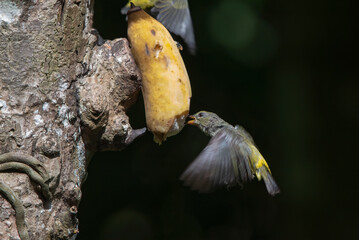 Fototapeta premium a group of orange bellied flowerpeckers were perched on a branch