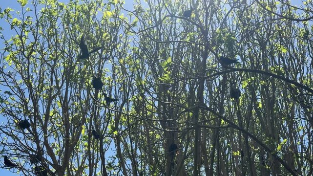 Wide shot of Pisonia forest on Lady Musgrave Island near the beach with several Black Noddy Anous minutus perched on branches. Tropical Great Barrier Reef.