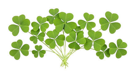 A bunch of green clover leaves on transparent background