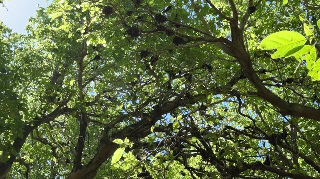 View of many Black Noddy Anous minutus nests in the Pisonia tree canopy on Lady Musgrave Island. Dense seabird breeding colony with loud bird calls in the Great Barrier Reef tropical island ecosystem.