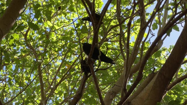 Low angle view of a Black Noddy Anous minutus perched on a branch of a Pisonia tree on Lady Musgrave Island with a nest visible in the background.