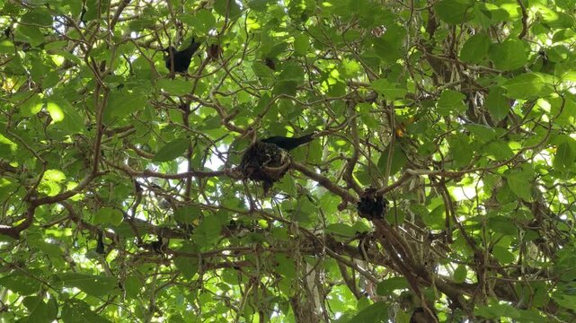 Close view of a nest built with algae and leaves by Black Noddy Anous minutus in a Pisonia tree canopy on Lady Musgrave Island, Great Barrier Reef, tropical paradise and underwater diving destination.