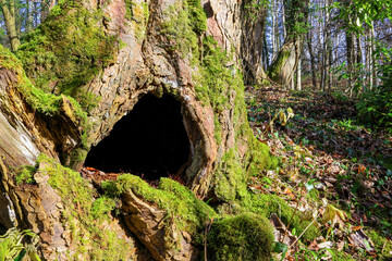 Hollow cavity in base of old tree trunk with moss in woodland © Tosh Lubek