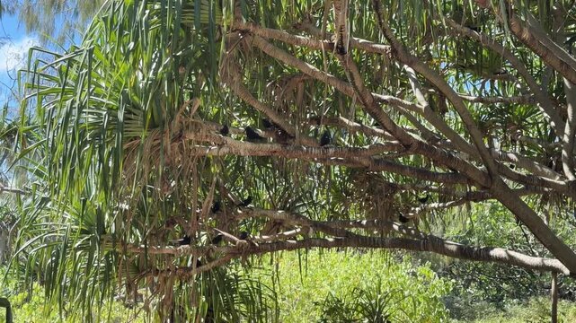 Lady Musgrave Island, Capricornia Cays National Park, Queensland, Australia. Zoom view of black noddies &ndash; Anous minutus &ndash; resting on coastal tree branches near the beach within a dense seabird nesting