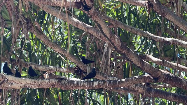 Lady Musgrave Island, Capricornia Cays National Park, Queensland, Australia. Black noddies &ndash; Anous minutus &ndash; rest quietly on tree branches along the beach, part of a large seabird colony nesting on th