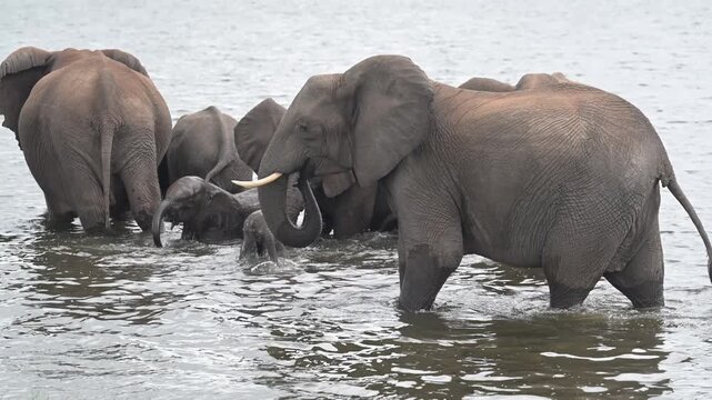 African Bush Elephants swimming and playing in the water of Chobe River in Chobe National Park, Botswana