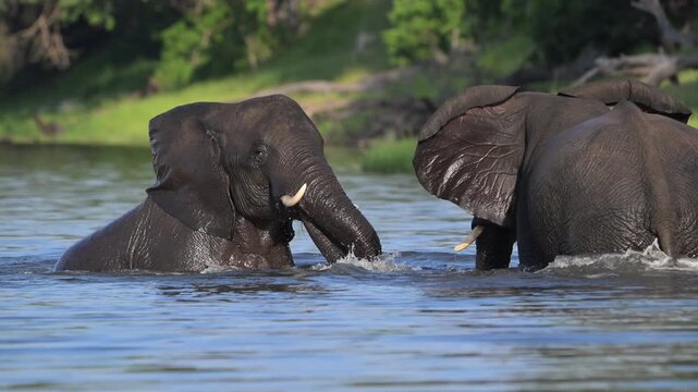 African Bush Elephants swimming and playing in the water of Chobe River in Chobe National Park, Botswana