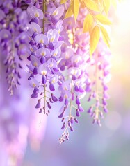 delicate wisteria flowers hanging from above,_soft spring sunlight