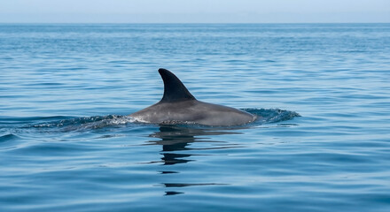 Obraz premium Dolphin Surfacing in Open Ocean