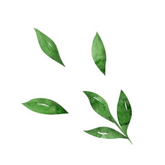 Watercolor illustration simple green leaves set. Botanical illustration for wedding stationary, greetings, wallpapers, fashion, background. © Lena