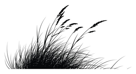 A striking black and white image captures the elegant forms of tall grasses swaying in the breeze silhouette high quality professional © VoDesign02