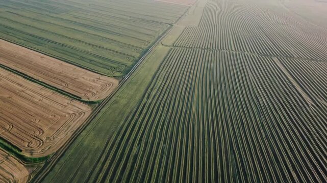 A high-altitude view showing the vast scale of organized farmland with linear crop rows and access roads. This landscape captures the industrial side of modern farming and food production.