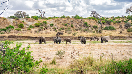 Tanzania, elefanti © Amos
