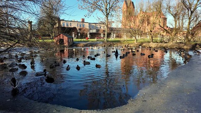 Mallard ducks swimming in a pond near a historic red brick church on a sunny winter day, water reflections of buildings, park pool with waterfowl, scenic urban landscape