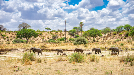 Tanzania, elefanti © Amos