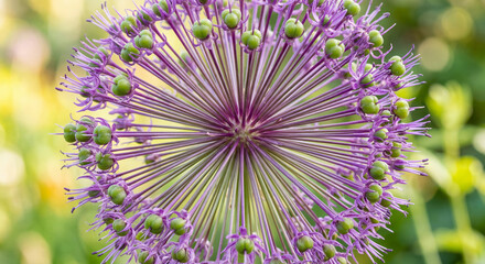 Obraz premium Macro View of Purple Allium Flower with Intricate Radial Pattern and Seed Pods
