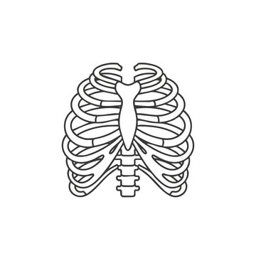 Human rib cage anatomy illustration showing skeletal structure from a front viewpoint