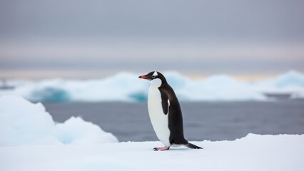 Obraz premium Gentoo penguin stands on ice, serene antarctic backdrop with icebergs and calm ocean, beautiful polar wildlife portrait