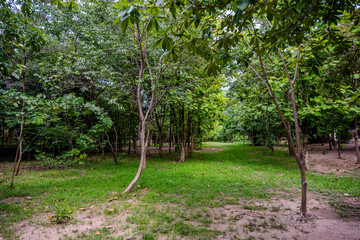 Fototapeta premium Young trees in a green woodland clearing