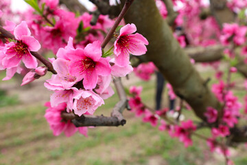 Obraz premium Peach trees in bloom in Cieza town