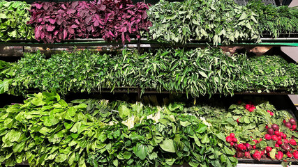 Fresh organic vegetables and herbs displayed on market shelves