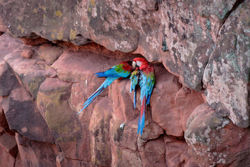Pair of red-and-green macaws (Ara chloropterus) resting on sandstone cliff at Buraco das Araras, Brazil © Arthur