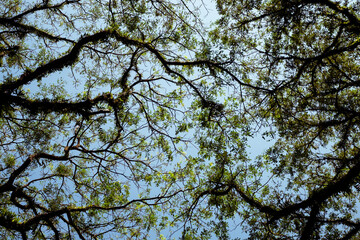Obraz premium Natural green leaves and branches on background of blue sky, tree crown of trees from below upwards. 